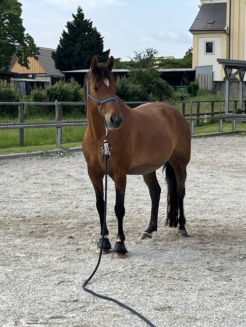 Kleines deutsches Reitpferd (für Zucht), Elisabeth Gmasz, Pferd kaufen, Oggau, Abbildung 4