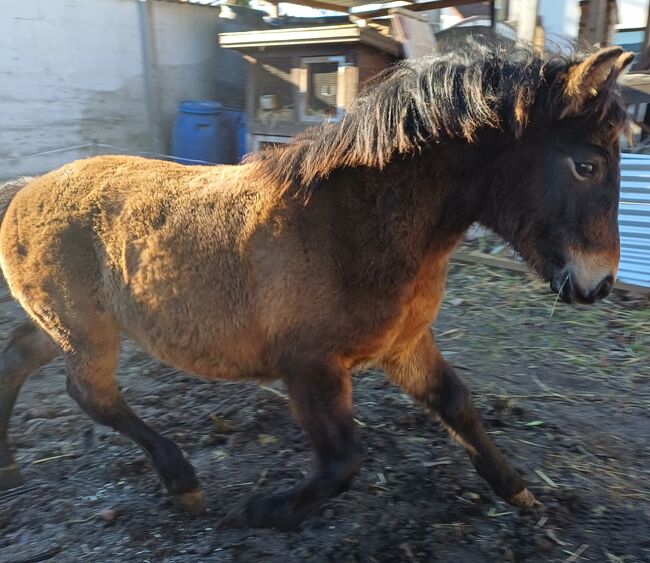 Kleinpferd 1,5jährig, TH, Pferd kaufen, Treuenbrietzen, Abbildung 6