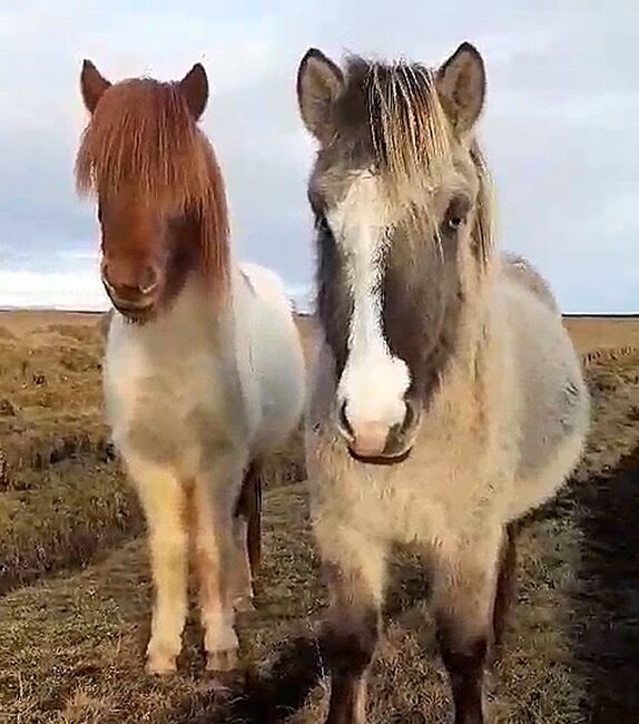 Bunt plus viel Charakter und schöne Bewegungen, Islandpferde-aus-Island, Horses For Sale, Südisland