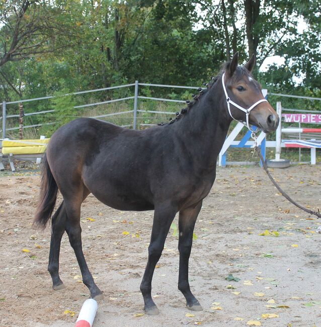 Knabstrupper Hengst Absetzer, Barbara Würtz-Pielmeier , Horses For Sale, Naila OT Culmitz, Image 4