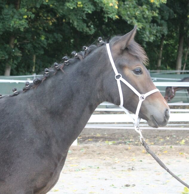Knabstrupper Hengst Absetzer, Barbara Würtz-Pielmeier , Horses For Sale, Naila OT Culmitz, Image 6