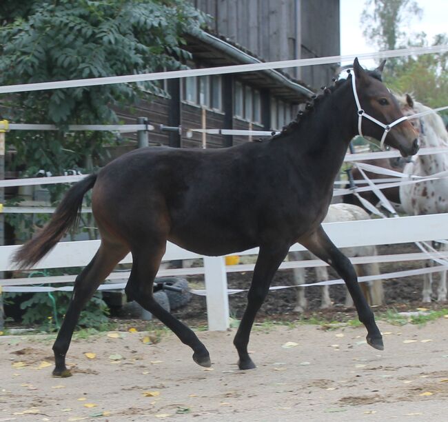 Knabstrupper Hengst Absetzer, Barbara Würtz-Pielmeier , Horses For Sale, Naila OT Culmitz, Image 7