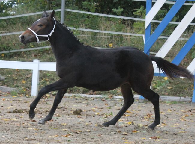 Knabstrupper Hengst Absetzer, Barbara Würtz-Pielmeier , Horses For Sale, Naila OT Culmitz, Image 11