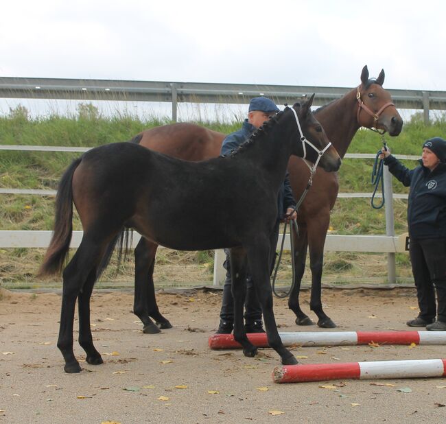 Knabstrupper Hengst Absetzer, Barbara Würtz-Pielmeier , Horses For Sale, Naila OT Culmitz, Image 2