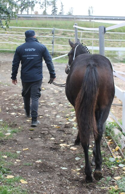 Knabstrupper Hengst Absetzer, Barbara Würtz-Pielmeier , Horses For Sale, Naila OT Culmitz, Image 10