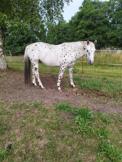 Knabstrupper Hengst, Wanda, Horses For Sale, Wittstock/Dosse, Image 3