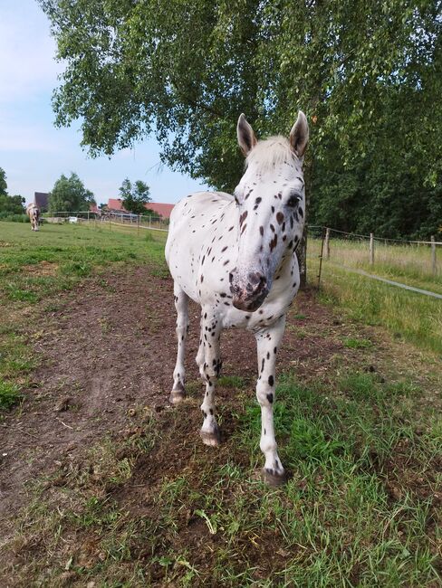 Knabstrupper Hengst, Wanda, Horses For Sale, Wittstock/Dosse