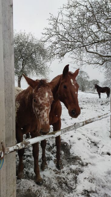 Knabstrupper Stutfohlen, Angelika Schierhoff , Horses For Sale, Künzelsau , Image 2