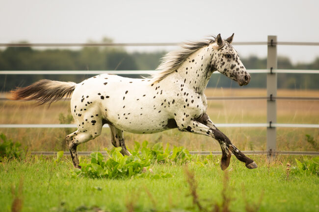 Knabstrupper Pony sucht 5 * Zuhause, Nicole Prignitz , Horses For Sale, Groß Molzahn 