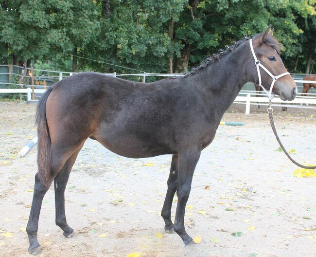 Knabstrupper Hengst Absetzer, Barbara Würtz-Pielmeier , Horses For Sale, Naila OT Culmitz, Image 3
