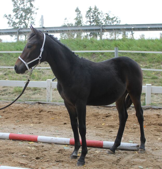 Knabstrupper Hengst Absetzer, Barbara Würtz-Pielmeier , Horses For Sale, Naila OT Culmitz, Image 5