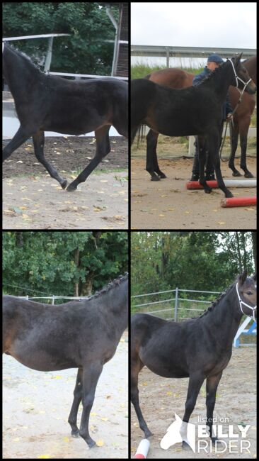 Knabstrupper Hengst Absetzer, Barbara Würtz-Pielmeier , Horses For Sale, Naila OT Culmitz, Image 14