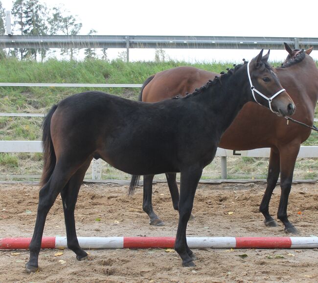 Knabstrupper Hengst Absetzer, Barbara Würtz-Pielmeier , Horses For Sale, Naila OT Culmitz, Image 9