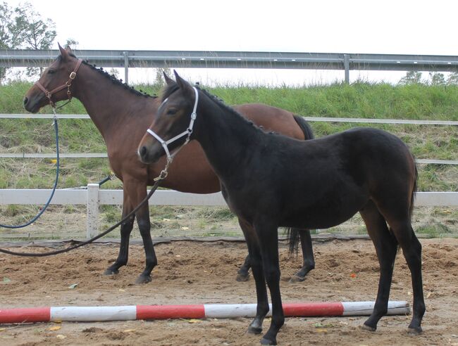 Knabstrupper Hengst Absetzer, Barbara Würtz-Pielmeier , Horses For Sale, Naila OT Culmitz, Image 12