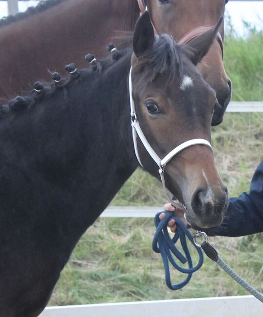 Knabstrupper Hengst Absetzer, Barbara Würtz-Pielmeier , Horses For Sale, Naila OT Culmitz, Image 13
