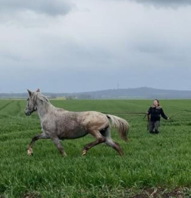 Knabstrupper Stute, Sandra Fiedler, Horses For Sale, Könnern/Trebnitz, Image 2