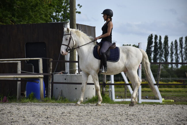 hongre Knabstrupper, Meadow nick, Pferd kaufen, EC2P 2E