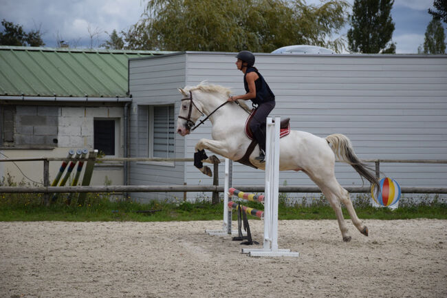 hongre Knabstrupper, Meadow nick, Pferd kaufen, EC2P 2E, Abbildung 2