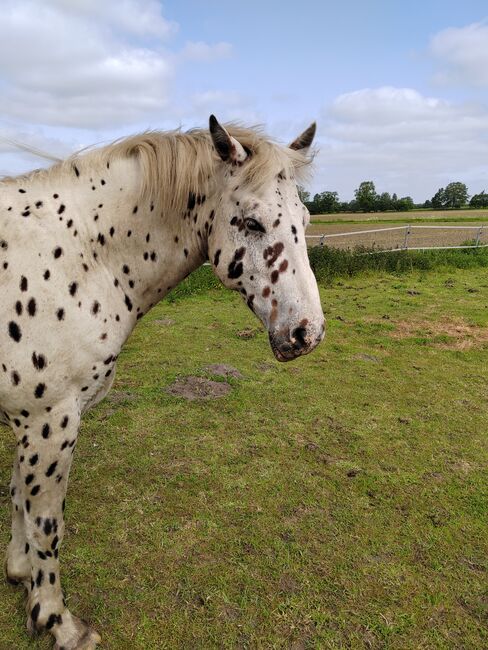 Knappstrupper, Britta Reichardt , Horses For Sale, Hartenholm