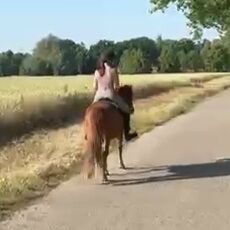 Hübscher 5 Gangwallach, Martina Holz, Horses For Sale, Nauen/ OT Markee, Image 5