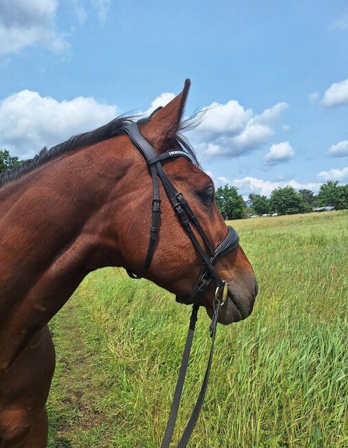 Hübscher 5 Jähriger Wallach, Juliane, Horses For Sale, Schwielowsee , Image 13