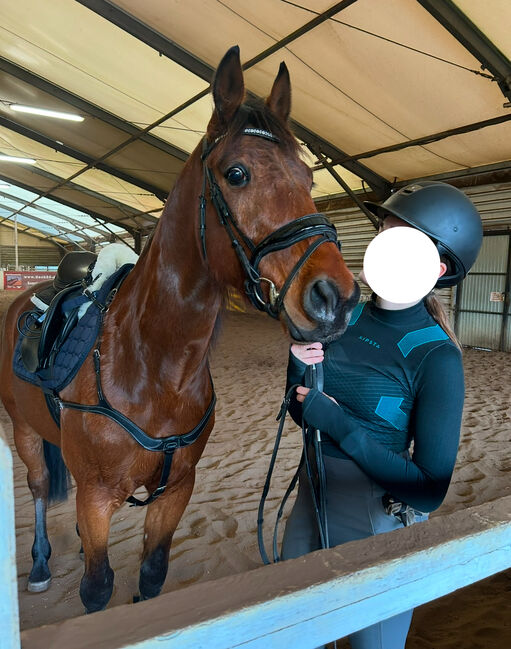 Hübscher 5 Jähriger Wallach, Juliane, Horses For Sale, Schwielowsee , Image 8