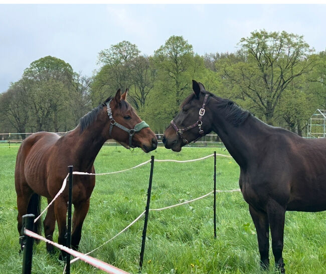 Hübscher 5 Jähriger Wallach, Juliane, Horses For Sale, Schwielowsee , Image 5