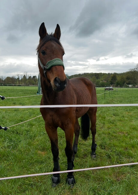 Hübscher 5 Jähriger Wallach, Juliane, Horses For Sale, Schwielowsee , Image 7