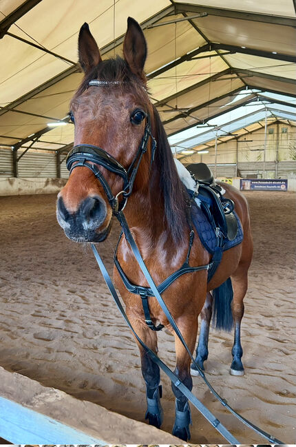 Hübscher 5 Jähriger Wallach, Juliane, Horses For Sale, Schwielowsee , Image 4