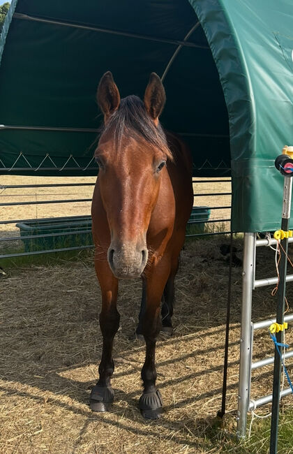Hübscher 5 Jähriger Wallach, Juliane, Horses For Sale, Schwielowsee , Image 17