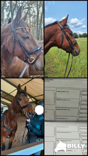 Hübscher 5 Jähriger Wallach, Juliane, Horses For Sale, Schwielowsee , Image 20