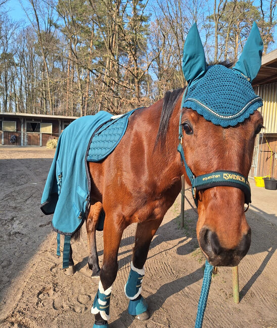 Hübscher 5 Jähriger Wallach, Juliane, Horses For Sale, Schwielowsee , Image 6