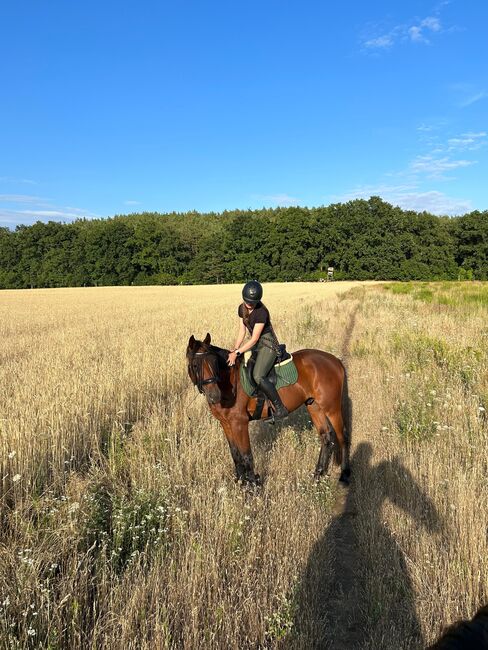 Hübscher 5 Jähriger Wallach, Juliane, Horses For Sale, Schwielowsee , Image 2