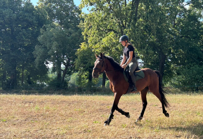 Hübscher 5 Jähriger Wallach, Juliane, Horses For Sale, Schwielowsee , Image 19