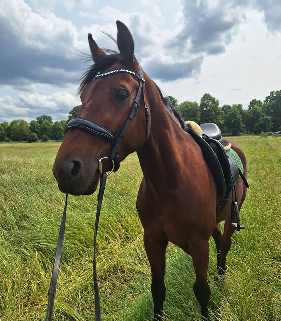 Hübscher 5 Jähriger Wallach, Juliane, Horses For Sale, Schwielowsee , Image 12