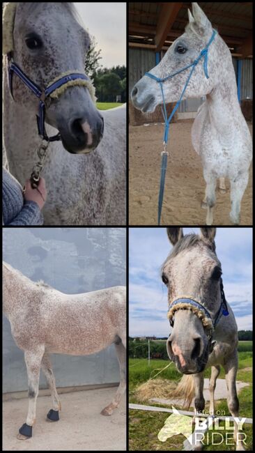 Hübscher Araber, Philipp, Horses For Sale, Amstetten, Image 5