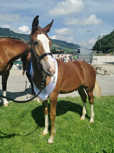 Hübscher Freiberger Wallach, Johanma, Horses For Sale, Lauperswil, Image 2