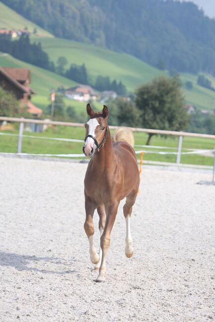 Hübscher Freiberger Wallach, Johanma, Horses For Sale, Lauperswil, Image 3