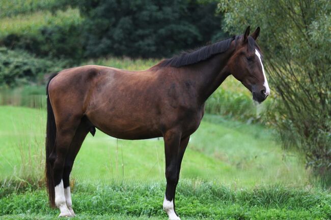 Hübscher KWPN Wallach, Anna Bischof, Horses For Sale, Sankt Peter am Kammersberg, Image 5