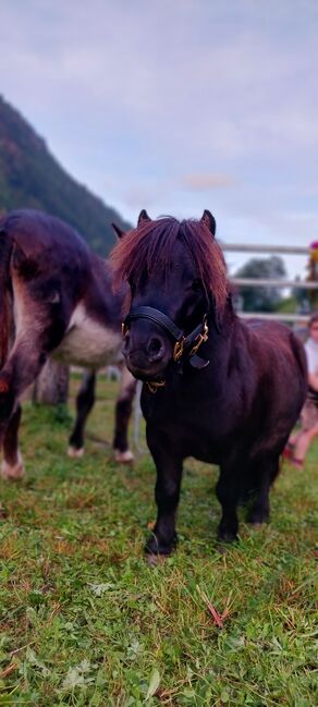 Hübscher Minishetty Hengst, Gustl, Horses For Sale, Brennero, Image 5