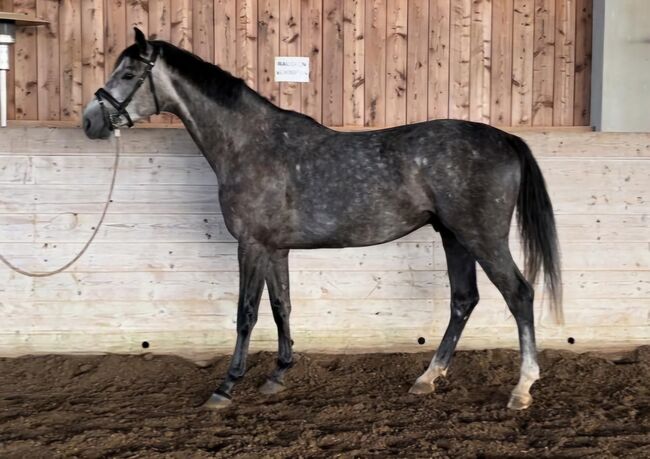 Hübscher, unverbrauchter Wallach mit vielversprechendem Pedigree, Susanne Wagner, Horses For Sale, Mattsee, Image 5