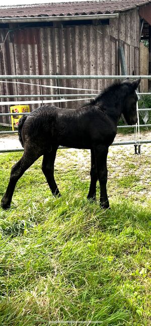 Hübscher, kräftiger Kerl sucht neues Zuhause, Janina , Horses For Sale, Garrel, Image 2