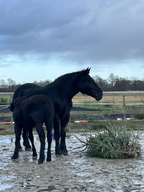 Hübscher, kräftiger Kerl sucht neues Zuhause, Janina , Horses For Sale, Garrel, Image 8