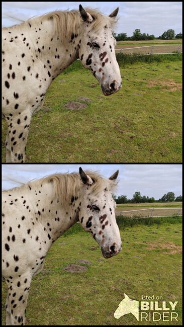 Knappstrupper, Britta Reichardt , Horses For Sale, Hartenholm, Image 3