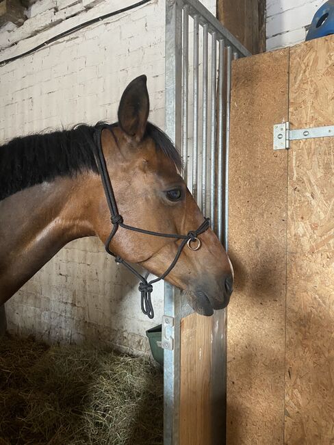 Knotenhalfter, Celine, Halters, Drensteinfurt, Image 5