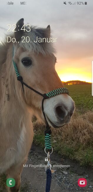 Knoten Halfter, in Blau-Schwarz, Knotenhalfter , pony_team_luckomel , Halters, Balve