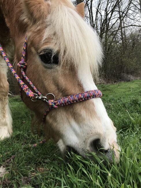 Knotenhalfter mit Zügel, Knotenreithalfter,  Barbara , Nosebands, Köln, Image 2