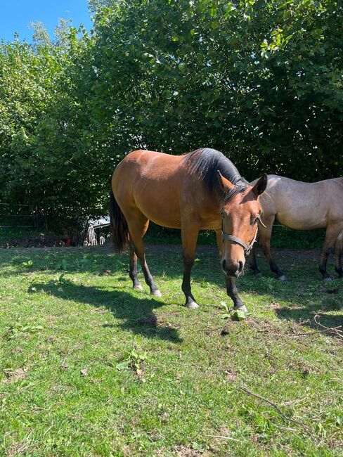 verschmuste, coole Paint Horse Jährlingsstute, Kerstin Rehbehn (Pferdemarketing Ost), Horses For Sale, Nienburg, Image 3