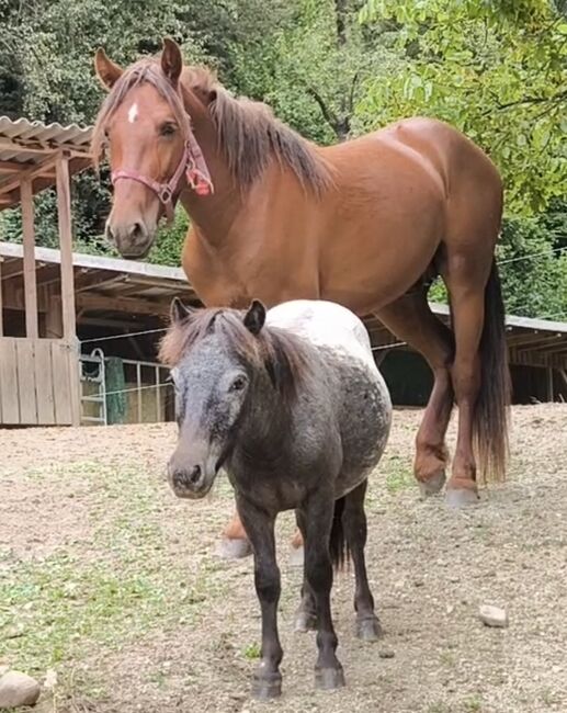 Kuschelponys, P.a., Horses For Sale, Bruck an der Mur 