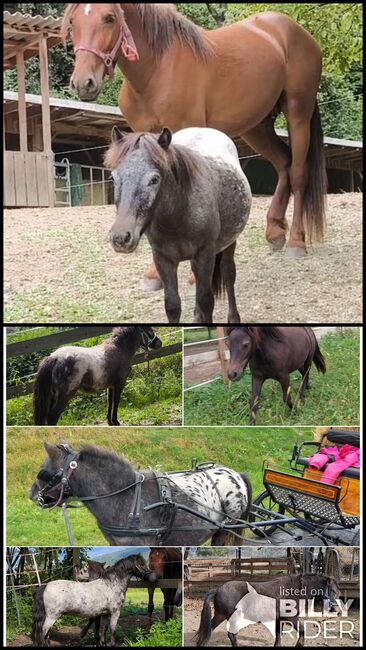 Kuschelponys, P.a., Horses For Sale, Bruck an der Mur , Image 3